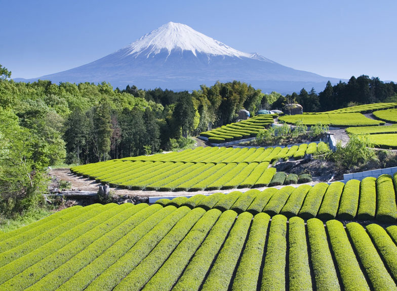 Tea plantations with Mount Fuji in the backdrop, viewed from Nihondaira, Shizuoka Prefecture (© Craig Hanson - Fotolia.com)