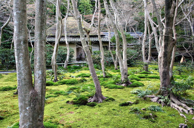 Moss garden, Giō-ji Temple, Kyoto (photo by じゃんもどき - Creative Commons Attribution-Share Alike 3.0 Unported license)
