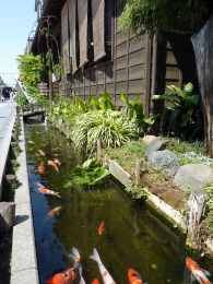 Carps in the streets of Little Edo, Kawagoe